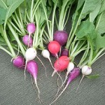 radish